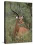 Wild Male Impala, Tanzania-Dee Ann Pederson-Stretched Canvas
