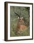 Wild Male Impala, Tanzania-Dee Ann Pederson-Framed Photographic Print