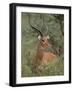 Wild Male Impala, Tanzania-Dee Ann Pederson-Framed Photographic Print