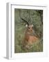 Wild Male Impala, Tanzania-Dee Ann Pederson-Framed Photographic Print