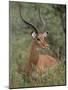 Wild Male Impala, Tanzania-Dee Ann Pederson-Mounted Photographic Print