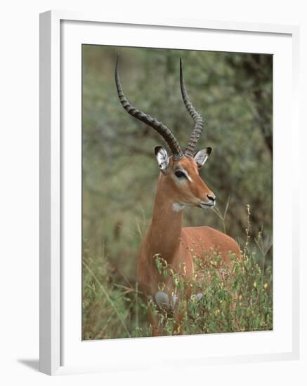 Wild Male Impala, Tanzania-Dee Ann Pederson-Framed Photographic Print