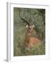 Wild Male Impala, Tanzania-Dee Ann Pederson-Framed Photographic Print