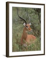 Wild Male Impala, Tanzania-Dee Ann Pederson-Framed Photographic Print