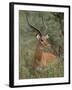 Wild Male Impala, Tanzania-Dee Ann Pederson-Framed Photographic Print