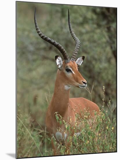 Wild Male Impala, Tanzania-Dee Ann Pederson-Mounted Photographic Print
