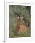 Wild Male Impala, Tanzania-Dee Ann Pederson-Framed Photographic Print