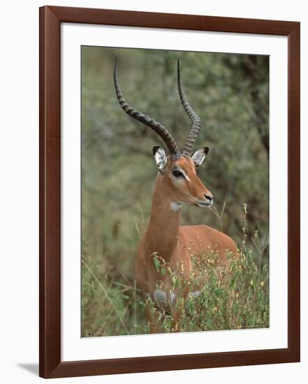 Wild Male Impala, Tanzania-Dee Ann Pederson-Framed Photographic Print