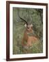 Wild Male Impala, Tanzania-Dee Ann Pederson-Framed Photographic Print