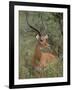 Wild Male Impala, Tanzania-Dee Ann Pederson-Framed Photographic Print