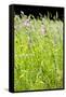 Wild Meadow Flowers And Grasses-Jon Stokes-Framed Stretched Canvas