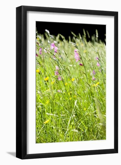 Wild Meadow Flowers And Grasses-Jon Stokes-Framed Premium Photographic Print