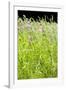 Wild Meadow Flowers And Grasses-Jon Stokes-Framed Photographic Print