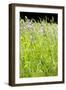 Wild Meadow Flowers And Grasses-Jon Stokes-Framed Photographic Print