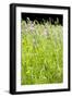 Wild Meadow Flowers And Grasses-Jon Stokes-Framed Photographic Print