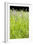 Wild Meadow Flowers And Grasses-Jon Stokes-Framed Photographic Print