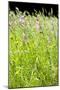 Wild Meadow Flowers And Grasses-Jon Stokes-Mounted Photographic Print