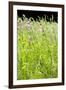 Wild Meadow Flowers And Grasses-Jon Stokes-Framed Photographic Print