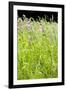 Wild Meadow Flowers And Grasses-Jon Stokes-Framed Photographic Print