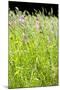 Wild Meadow Flowers And Grasses-Jon Stokes-Mounted Photographic Print
