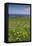 Wild meadowlands on Chiloe Island, Patagonia, Chile, South America-Alex Robinson-Framed Stretched Canvas