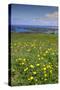 Wild meadowlands on Chiloe Island, Patagonia, Chile, South America-Alex Robinson-Stretched Canvas