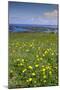 Wild meadowlands on Chiloe Island, Patagonia, Chile, South America-Alex Robinson-Mounted Photographic Print