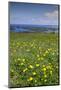 Wild meadowlands on Chiloe Island, Patagonia, Chile, South America-Alex Robinson-Mounted Photographic Print