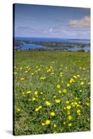 Wild meadowlands on Chiloe Island, Patagonia, Chile, South America-Alex Robinson-Stretched Canvas