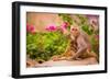 Wild Monkeys, Jaipur, Rajasthan, India, Asia-Laura Grier-Framed Photographic Print