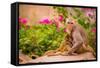 Wild Monkeys, Jaipur, Rajasthan, India, Asia-Laura Grier-Framed Stretched Canvas