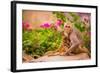 Wild Monkeys, Jaipur, Rajasthan, India, Asia-Laura Grier-Framed Photographic Print