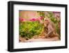 Wild Monkeys, Jaipur, Rajasthan, India, Asia-Laura Grier-Framed Photographic Print