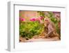 Wild Monkeys, Jaipur, Rajasthan, India, Asia-Laura Grier-Framed Photographic Print