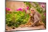 Wild Monkeys, Jaipur, Rajasthan, India, Asia-Laura Grier-Mounted Photographic Print