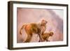 Wild Monkeys, Jaipur, Rajasthan, India, Asia-Laura Grier-Framed Photographic Print