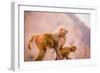 Wild Monkeys, Jaipur, Rajasthan, India, Asia-Laura Grier-Framed Photographic Print