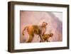 Wild Monkeys, Jaipur, Rajasthan, India, Asia-Laura Grier-Framed Photographic Print