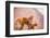 Wild Monkeys, Jaipur, Rajasthan, India, Asia-Laura Grier-Framed Photographic Print