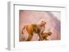 Wild Monkeys, Jaipur, Rajasthan, India, Asia-Laura Grier-Framed Photographic Print