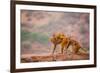 Wild Monkeys, Jaipur, Rajasthan, India, Asia-Laura Grier-Framed Photographic Print