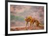 Wild Monkeys, Jaipur, Rajasthan, India, Asia-Laura Grier-Framed Photographic Print