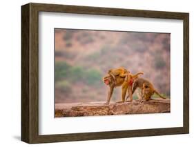 Wild Monkeys, Jaipur, Rajasthan, India, Asia-Laura Grier-Framed Photographic Print