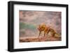 Wild Monkeys, Jaipur, Rajasthan, India, Asia-Laura Grier-Framed Photographic Print