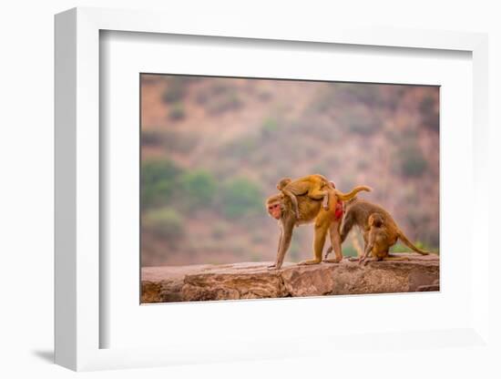 Wild Monkeys, Jaipur, Rajasthan, India, Asia-Laura Grier-Framed Photographic Print