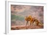 Wild Monkeys, Jaipur, Rajasthan, India, Asia-Laura Grier-Framed Photographic Print