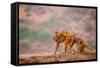 Wild Monkeys, Jaipur, Rajasthan, India, Asia-Laura Grier-Framed Stretched Canvas