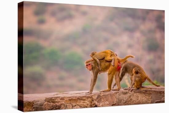 Wild Monkeys, Jaipur, Rajasthan, India, Asia-Laura Grier-Stretched Canvas