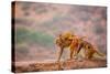 Wild Monkeys, Jaipur, Rajasthan, India, Asia-Laura Grier-Stretched Canvas