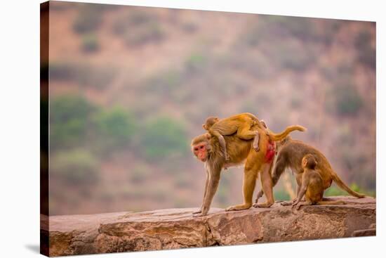 Wild Monkeys, Jaipur, Rajasthan, India, Asia-Laura Grier-Stretched Canvas